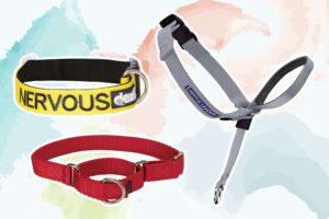 Safety Features in High-Tech Dog Collars: What to Look For